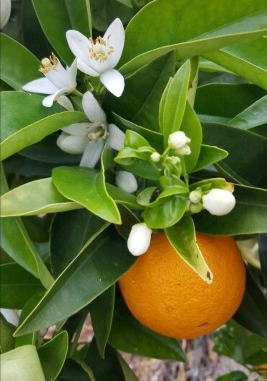 Neroli & Ylang Luxury Soy Wax Candle